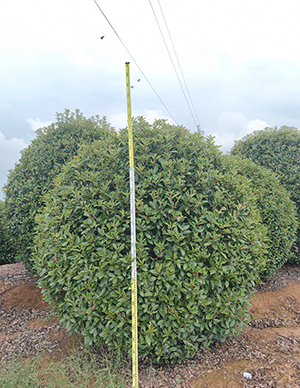 红叶石楠球，冠幅150-350cm  (1).jpg