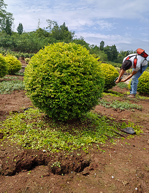 亮晶女真球，冠幅60-120cm  (3).jpg
