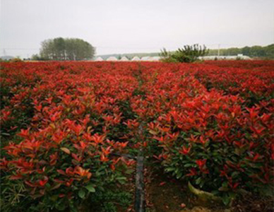 红叶石楠苗.jpg